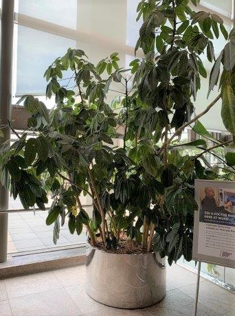 1 Umbrella Plant in Planter